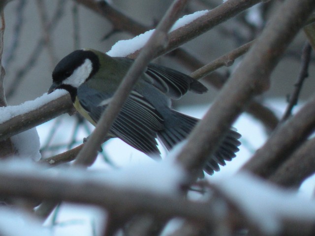 dalla finestra di casa...